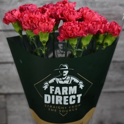 <h4>Dianthus ST 'Mandalay'</h4>