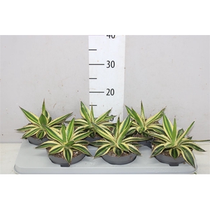 Agave Lophanta `quadricolour` 13 Cm