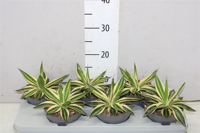 Agave Lophanta `quadricolour` 13 Cm