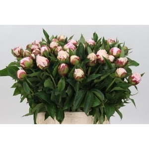 Paeonia shirley temple