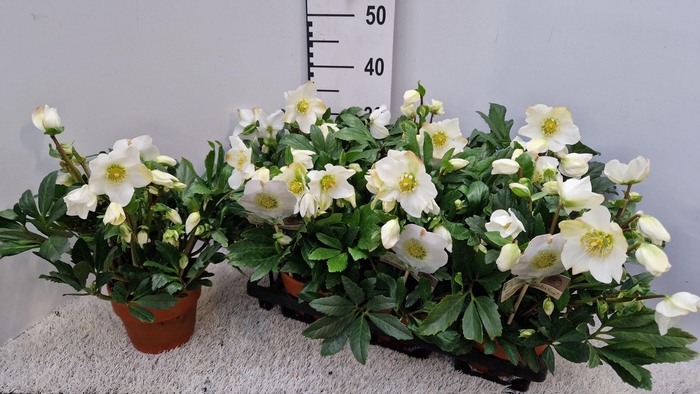 <h4>HELL NI WINTERSUN</h4>