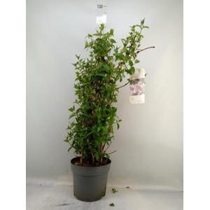 Deutzia hybrida 'Mont Rose'