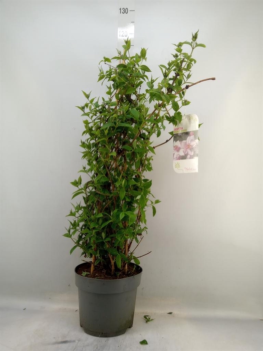 <h4>Deutzia hybrida 'Mont Rose'</h4>