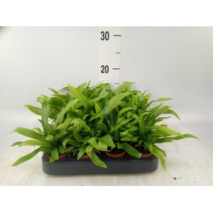 Asplenium antiquum