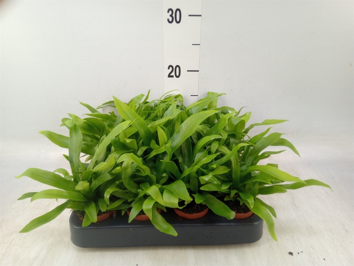 <h4>Asplenium antiquum</h4>