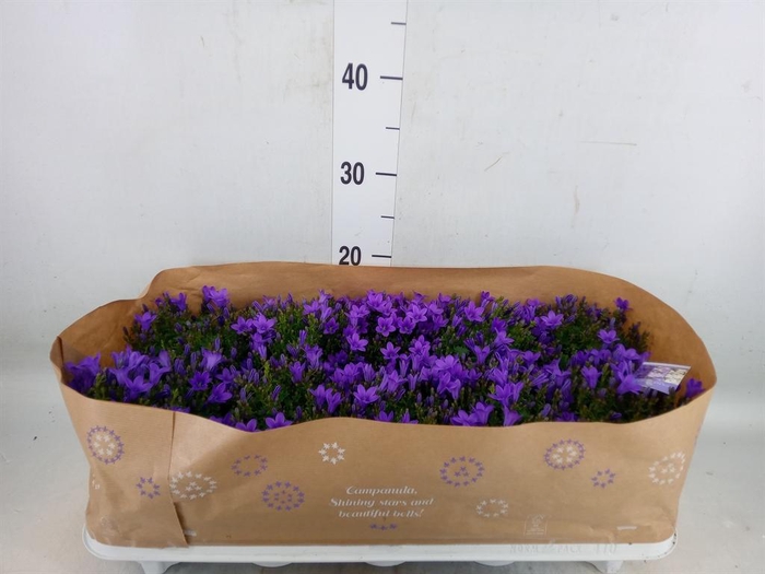 <h4>Campanula porten.</h4>