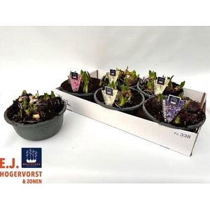 HYACIN MULT GEM 3 KL