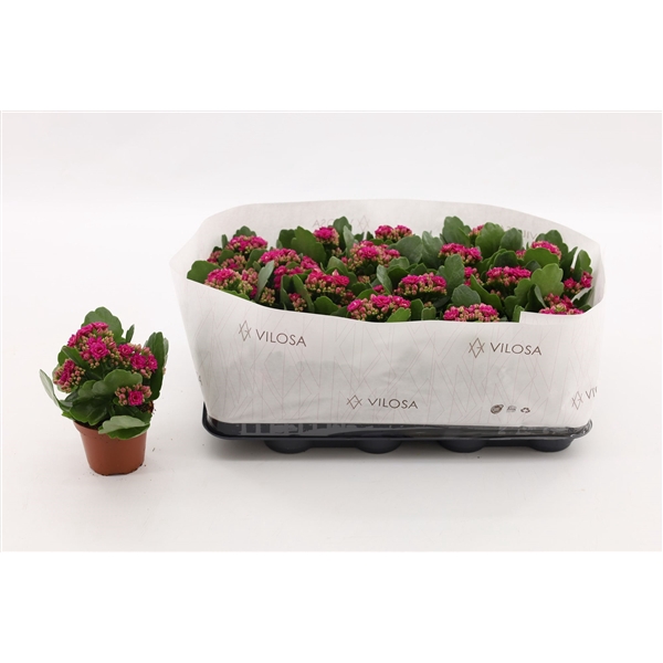 <h4>Kalanchoe Double Purple, in kraag</h4>