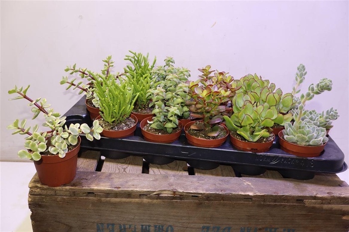 <h4>Succ Gem 6 Srt</h4>