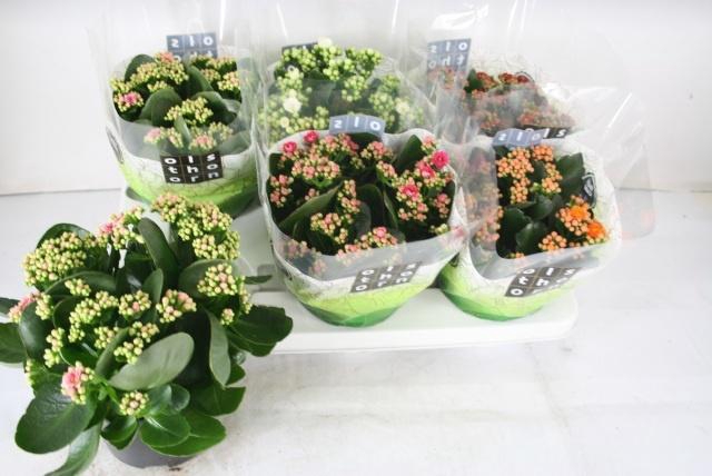 <h4>KAL GE GEM 5 KL</h4>