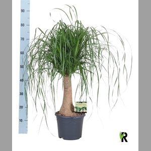BEAUCARNEA RECUR