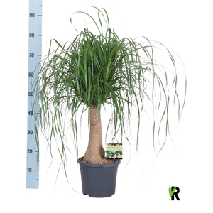 BEAUCARNEA RECUR