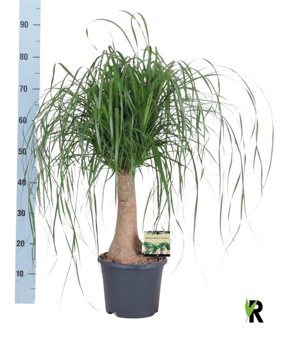 <h4>BEAUCARNEA RECUR</h4>