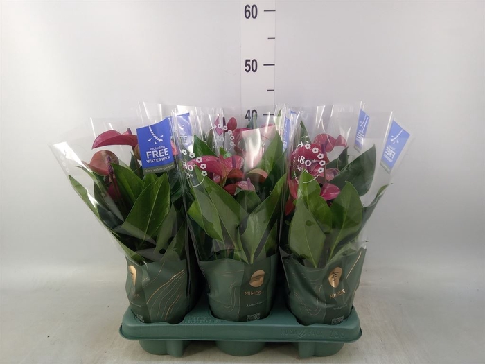 <h4>Anthurium andr. 'Pure Purple'</h4>