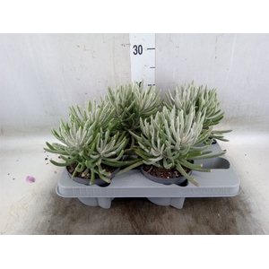 Senecio   ...