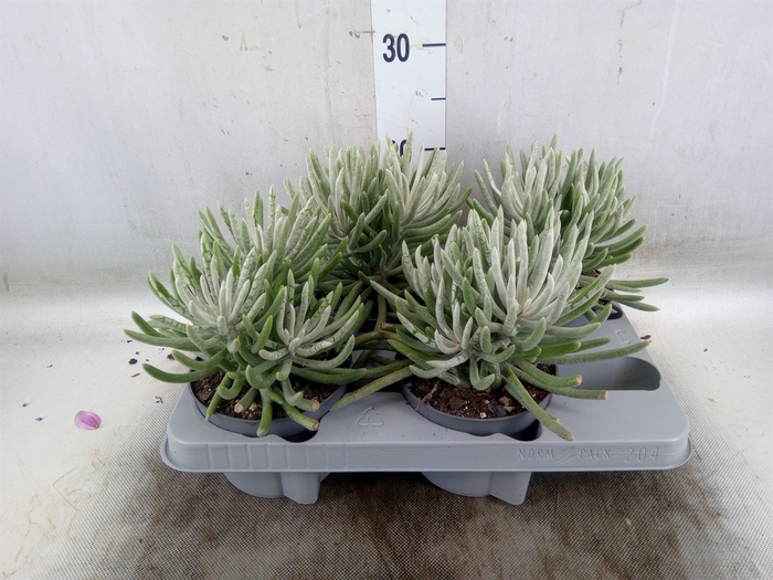 <h4>Senecio   ...</h4>