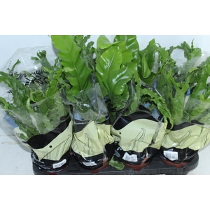 ASPLENIUM VARIADO P14