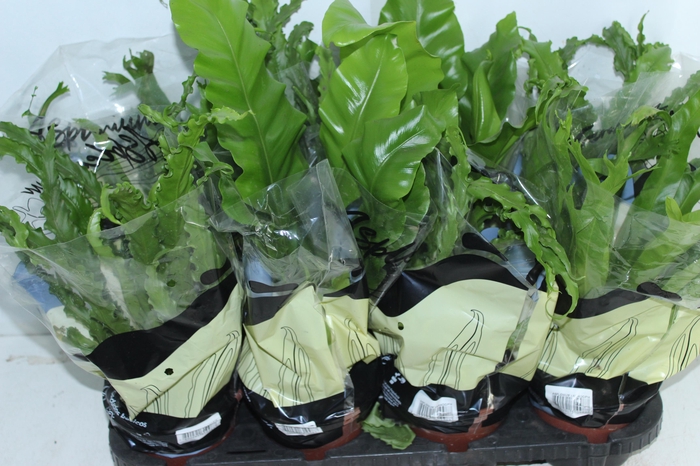 <h4>ASPLENIUM VARIADO P14</h4>