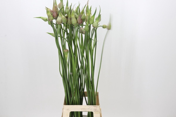 <h4>ALLIUM ZAADBOLLEN</h4>