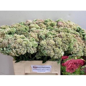 SEDUM SPECTABILE