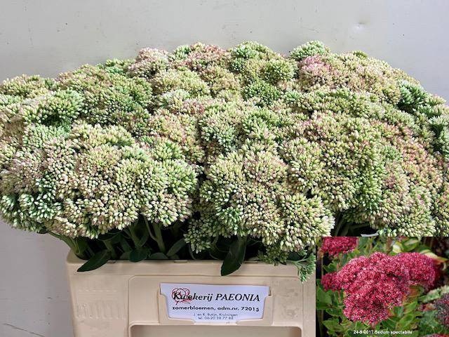 <h4>SEDUM SPECTABILE</h4>