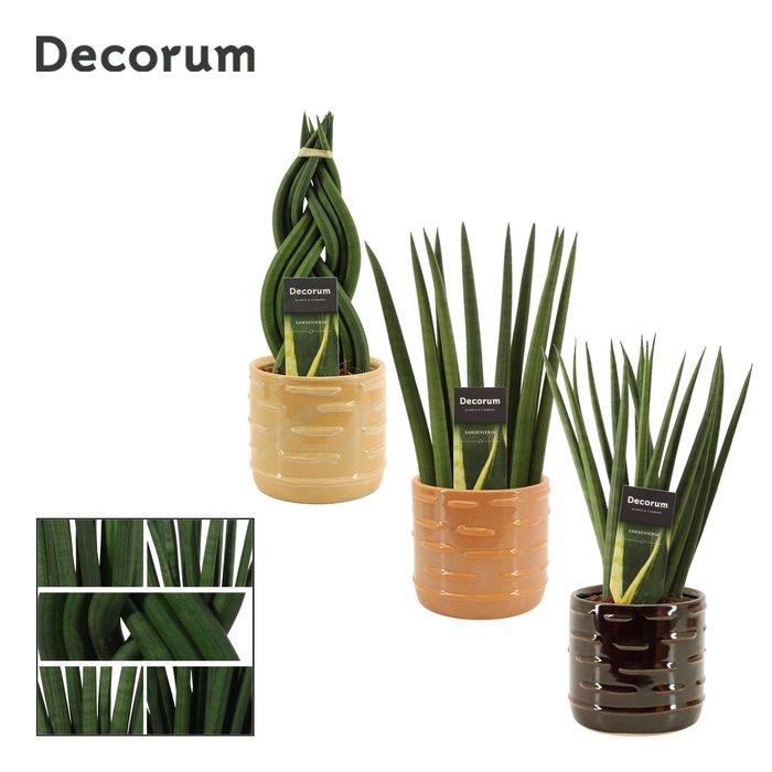 Sansevieria cylindrica 12 cm mix in Lois (Deco-collection)