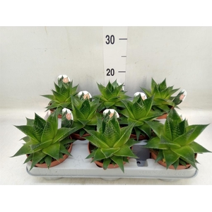 Aloe aristata 'Cosmo'