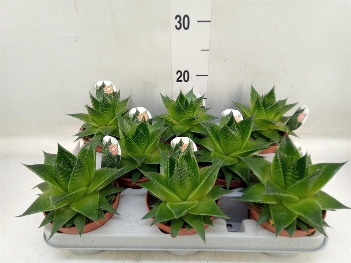 <h4>Aloe aristata 'Cosmo'</h4>