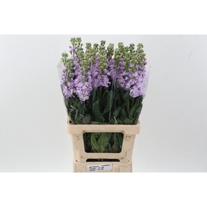 Matth Phantom Lavendel