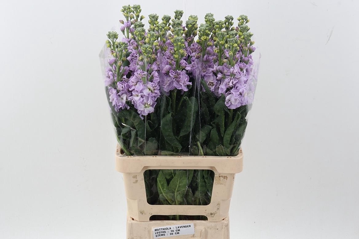 <h4>Matth Phantom Lavendel</h4>