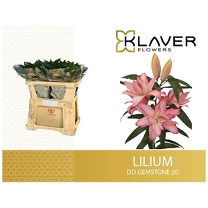 LI OR DU OVERIG
