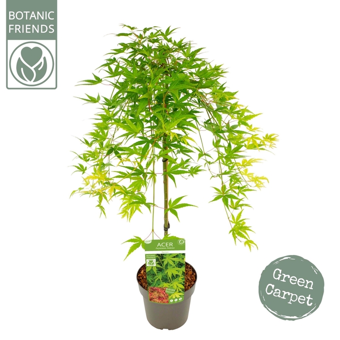 <h4>Acer palm. 'Ryusen' ®</h4>