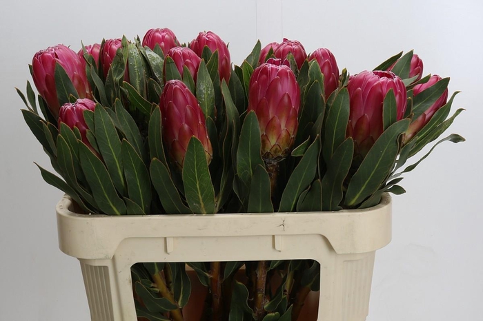 <h4>Protea Brenda</h4>