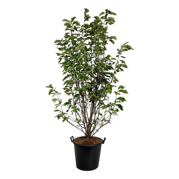 <h4>Magnolia 'Heaven Scent'</h4>