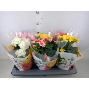 Begonia elat. DU   ...mix