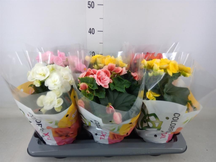 <h4>Begonia elat. DU   ...mix</h4>