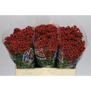 Sant Mad Orange Tyolo