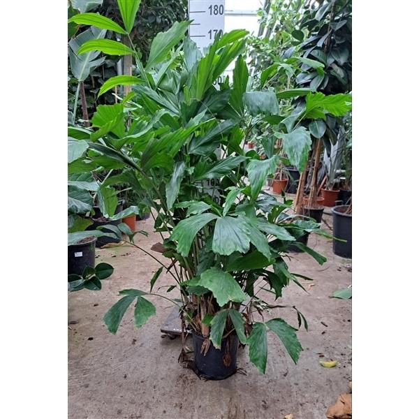 <h4>Caryota Mitis bush 170</h4>