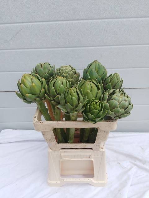 <h4>CYNARA SCOLYMUS</h4>