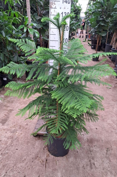 Araucaria heterophylla