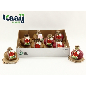 BLOEMBOL HIPPEASTRUM