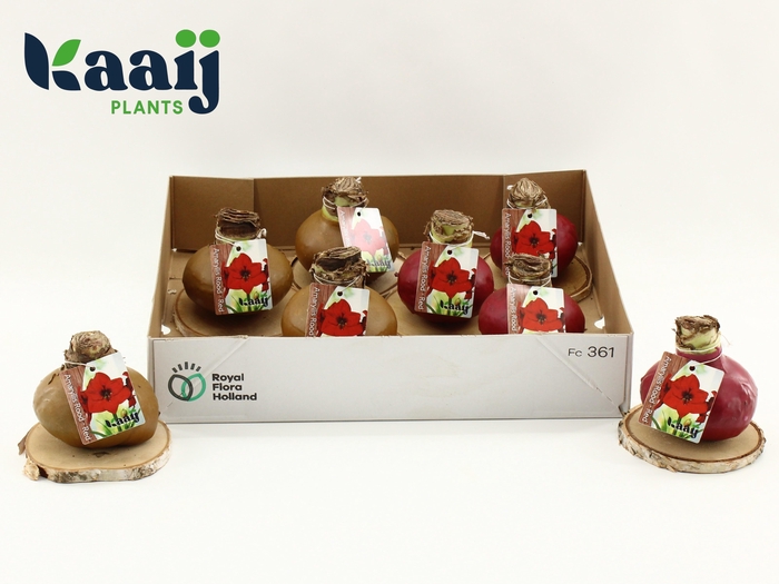 <h4>BLOEMBOL HIPPEASTRUM</h4>