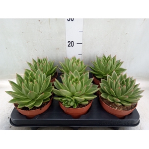 Echeveria  'Miranda'