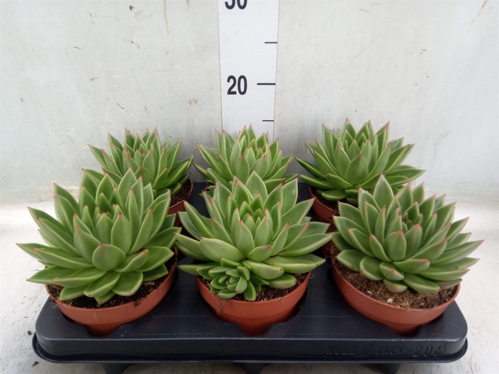 <h4>Echeveria  'Miranda'</h4>