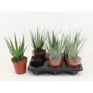 Aloe Arborescens (Cites) 12Ø 30cm