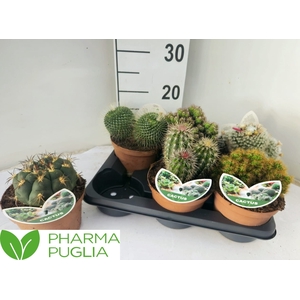 CACTUS GEM