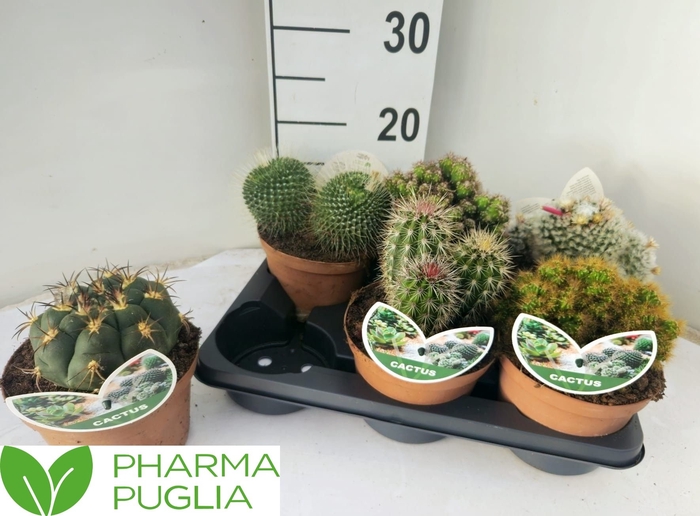 <h4>CACTUS GEM</h4>