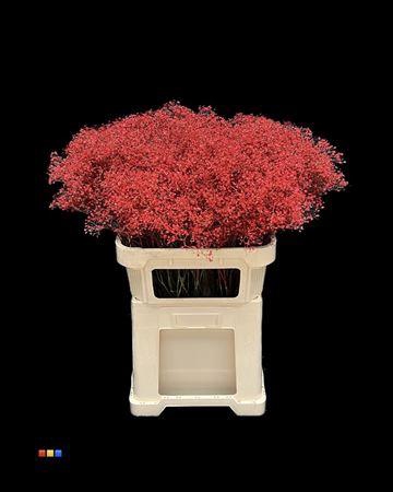 <h4>Gyps Million Star Red</h4>