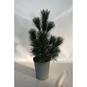 PINUS PEUCE p19