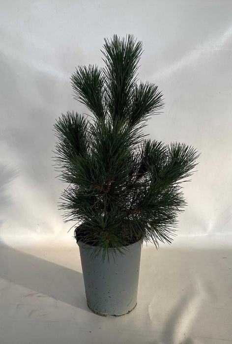 <h4>PINUS PEUCE p19</h4>